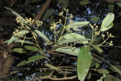 Cinnamomum malabatrum